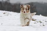 BERGER AUSTRALIEN PUPPIES 533